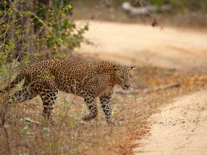 JAMI River Side Hotel & Yala Safari Place - 3hvězdičkové hotely ve městě Tissamaharama