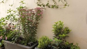 NANA - A lovely studio & patio, Varnava, Pagrati