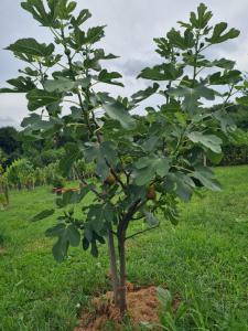 Hiša nad vinogradom 