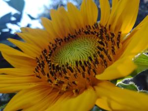 Saint James Apartment