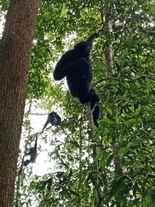 Jungle house and treking