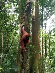 Jungle house and treking