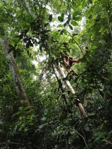 Jungle house and treking