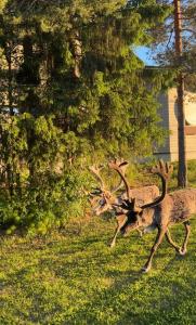Apartment in the center of Levi