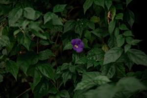 Jungle Villa Retreat