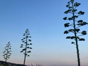 Appartements my haven : photos des chambres