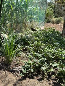 Sweta Takawiri island Shamba house