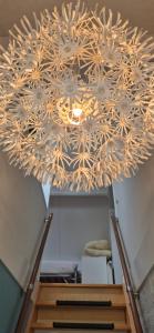 Alpaca World Friesland