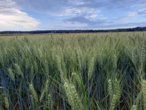 Les Cabanes dIsa - CabVert