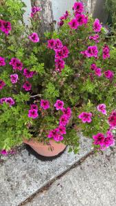 Apartments Lovor & Lavanda