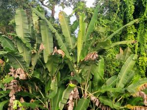 Casa na Praça de Serra Grande