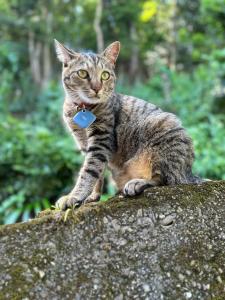 ARASHIMA INN 201 Vacation STAY 162