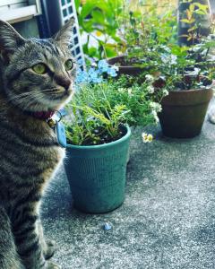 ARASHIMA INN 201 Vacation STAY 162