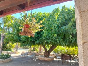 AllOmbra del Gelso, trullo con piscina