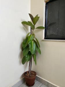 Bed and Pillow Hostel