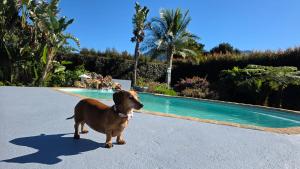 Pet-Friendly Courtyard Suite Tsitsikamma Gardens