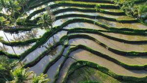 Tereng Wilis Jungle Inn