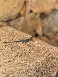 Agliuledda B&B Sara&Luigi img14