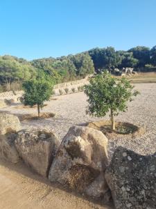 Agliuledda B&B Sara&Luigi img26