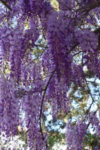 Casa Pereirinha Pateo House