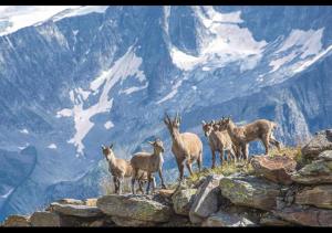 Elegance Mountain Edolo Ponte di Legno