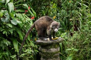 Monteverde Wildlife Paradise - Nature Lovers