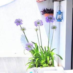 Το σπίτι του παππού