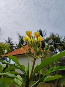 Balinese Eden Resort