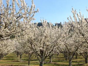 Maisons de vacances Villa Bellegarde : photos des chambres