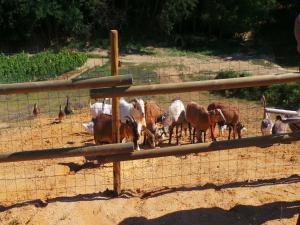 Maisons de vacances Holiday Home in Monprimblanc with Pool & Vineyards : photos des chambres
