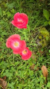 Reserva y Estancia Robles Mimosos Lodge