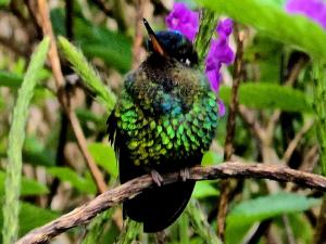 Reserva y Estancia Robles Mimosos Lodge