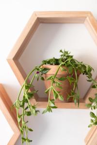 Green Parrot Holiday Apartment