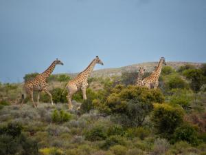 Elandspoort Private Game Reserve