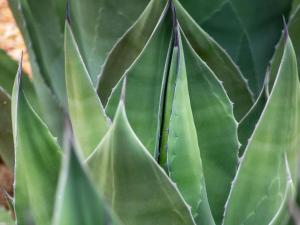 Elandspoort Private Game Reserve