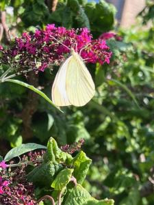 Lovely small room with a double bed no window in a charming Båstad villa prime location with terrace