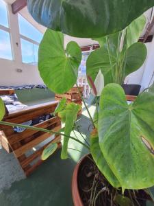 Pousada Velha Tartaruga