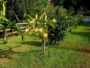 Quinta de S. Vicente 317