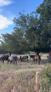 La Bastide des Launes près du Festival de Piano