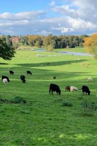 Farm stay belltent activities