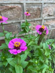 Luxurious African Farm Cottage stay in Vryburg