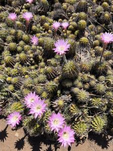 Luxurious African Farm Cottage stay in Vryburg