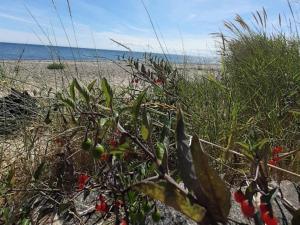 Seaside Serenity in Faldsled-By Traum