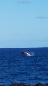 Family Villa at Las Galeras, Samaná