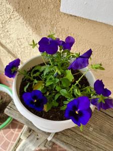 Casa de campo - Flor del valle