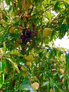 Casa de campo - Flor del valle