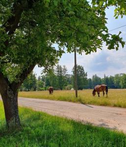 Ferienwohnung Alter Stall Burg