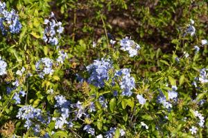 Villa Paradisu img27