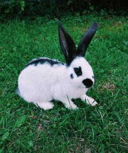 Agroturystyka u Chlebków