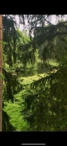 W lesie nad rzeką